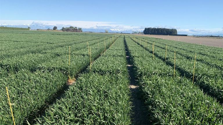 TWINAX® Xtra crop safety and compatibility trial - Mid-Canterbury