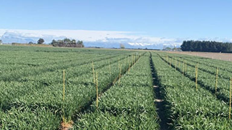 TWINAX XTRA crop safety and compatibility trial - Mid-Canterbury