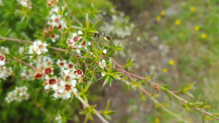 Operation Pollinator - Native Bee on Kanuka