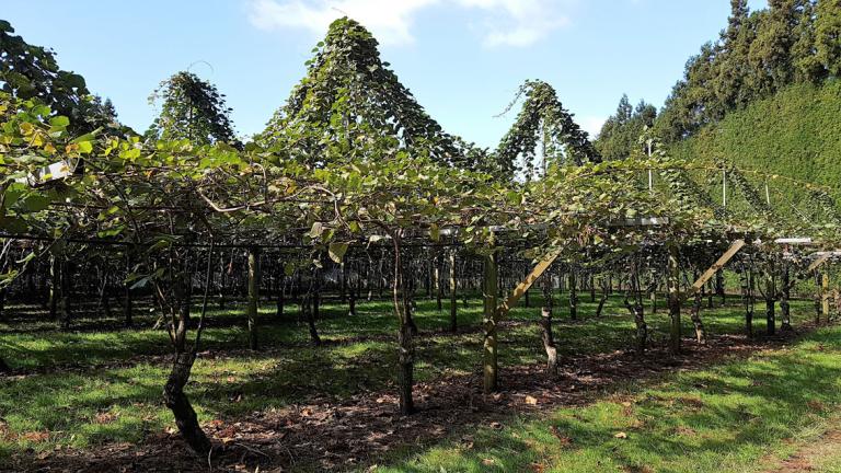 Kiwifruit crop canopy
