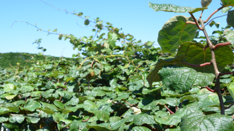 Kiwifruit canopy