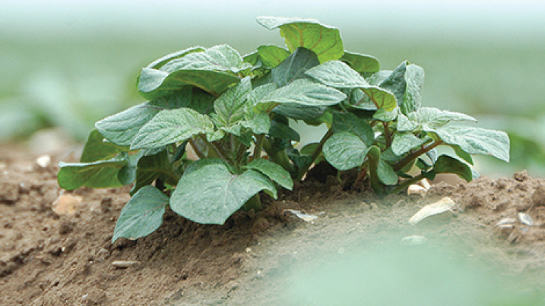 Potato Crop Thumbnail