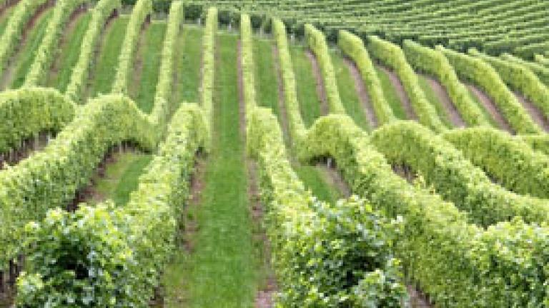 vineyard-thumbnail-285-x-214