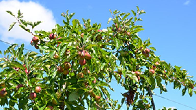 apples_285_x_195v2