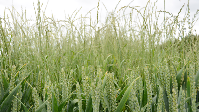 grass-weeds-1132-x-650