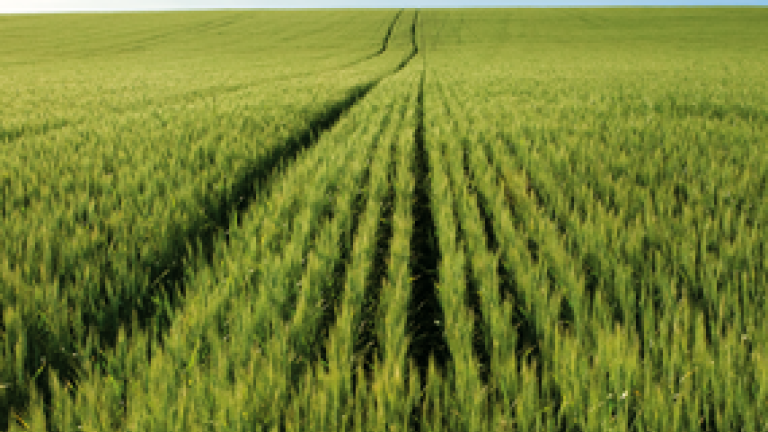 barley-thumbnail-285-x-226