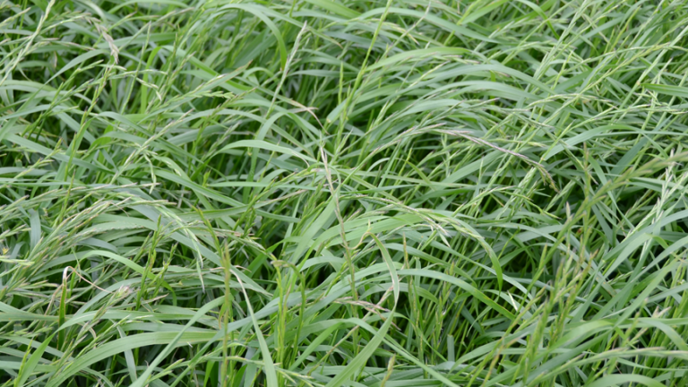ryegrass-1132-x-487