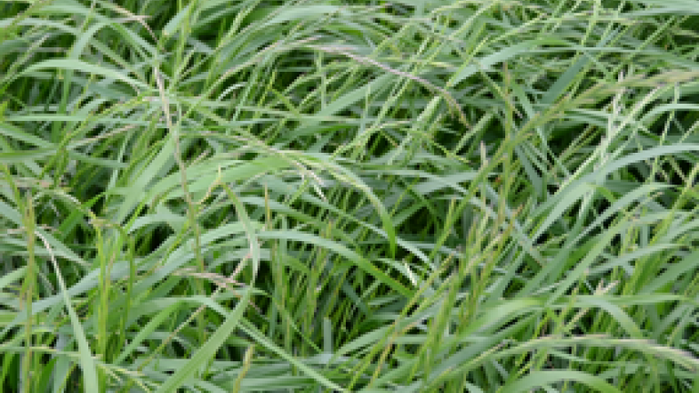 ryegrass-285-x-234
