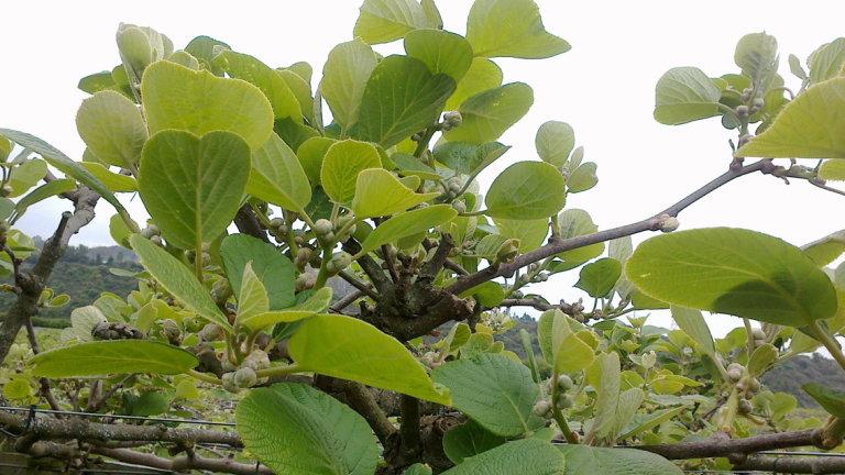 kiwifruit-actigard-1132-x-702