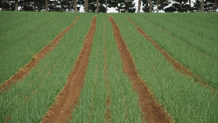 onion-crop-285-x-215