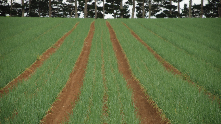 onion-crop-750-x-502