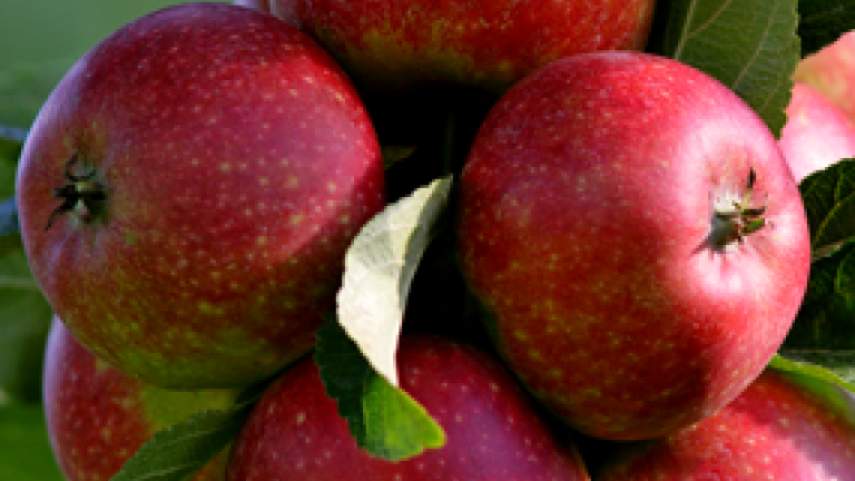 targo_apples-285-x-205