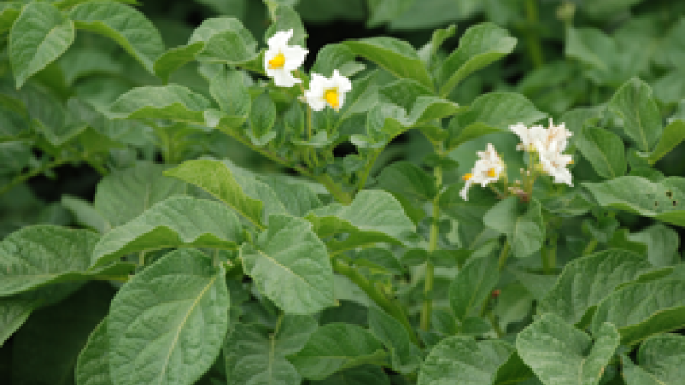 potato-crop-295-x-207