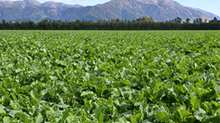 forage_brassicas_285_x_225
