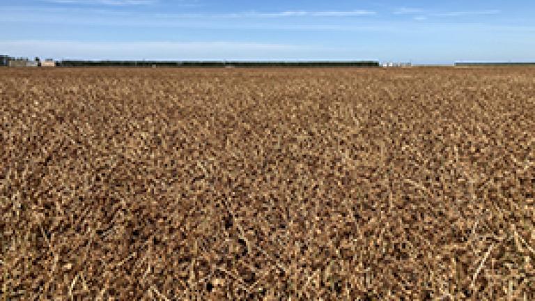 clover_canterbury_-_285_x_214