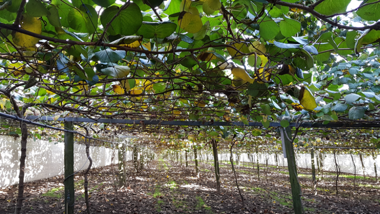 ACTIGARD PostHarvest Canopy 750 x 422
