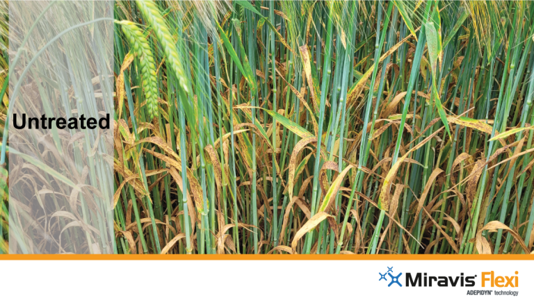 mf-untreated-barley-1211-x-637