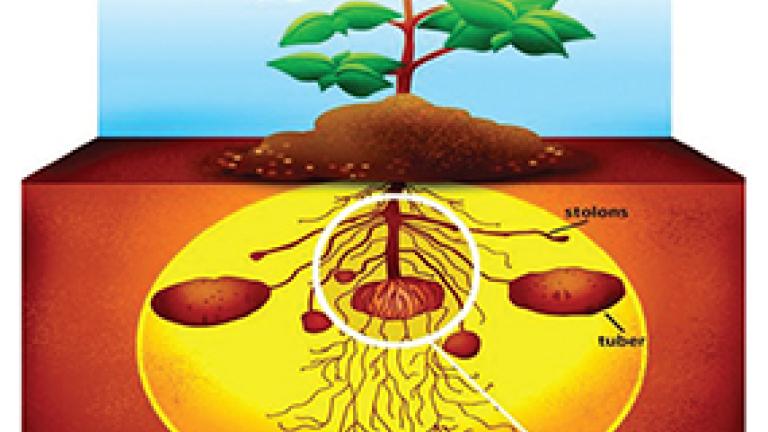 amistar_maxim_in-furrow_thumbnail