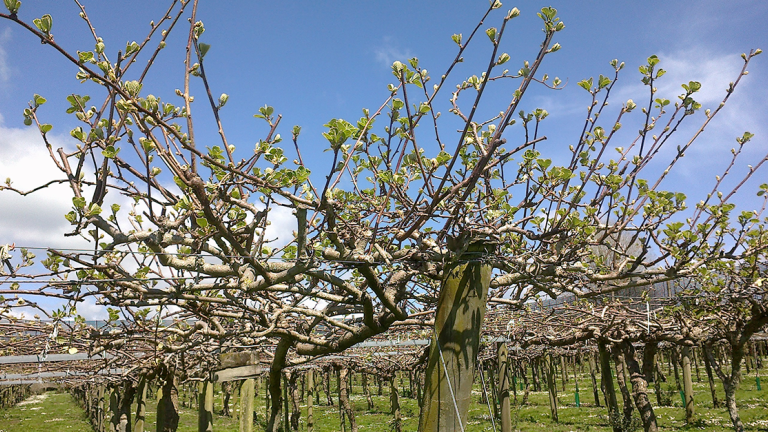 actigard_spring_1132_x_627