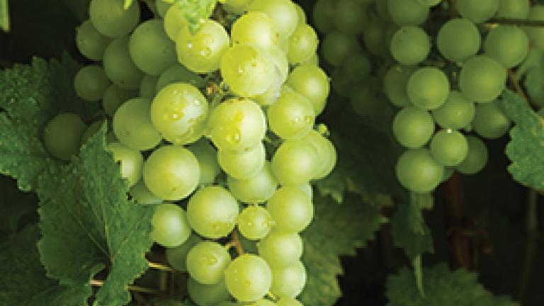 grapes_285_x_223