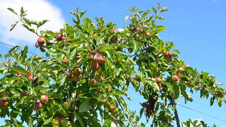 apple_crop_-_proclaim_750_x_481