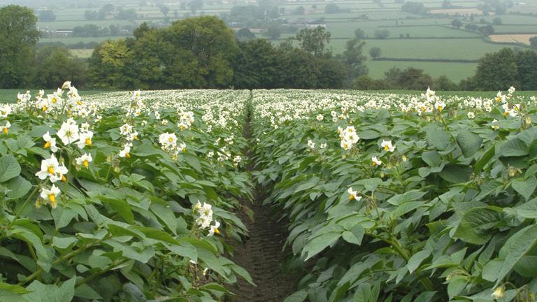 potato_crop_in_flower