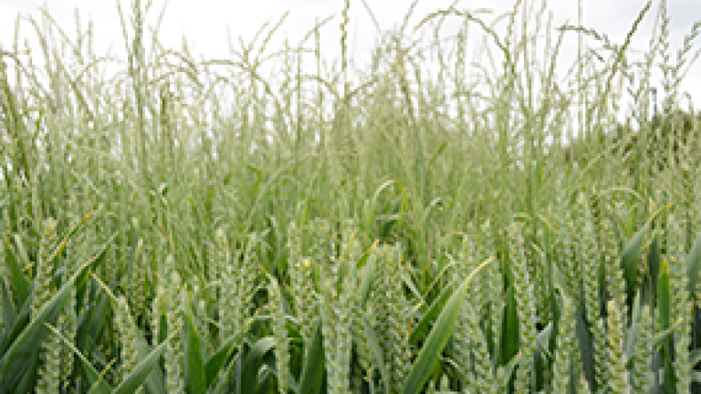 Grass weeds in cereals TWINAX Xtra