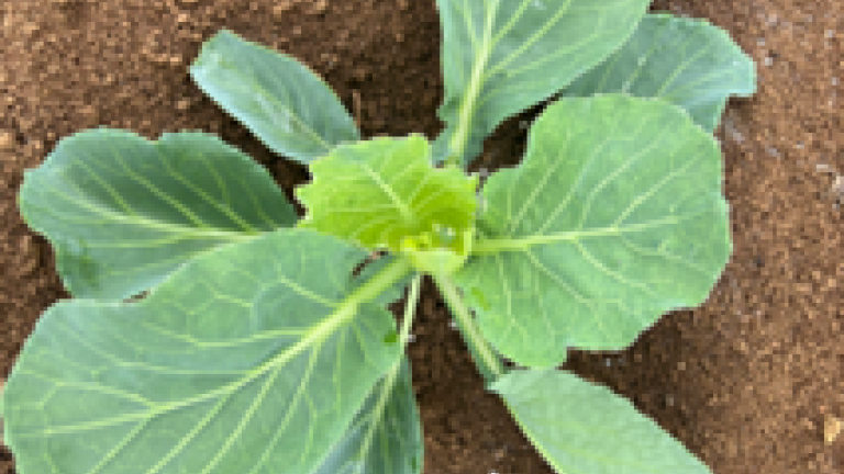 durivo_treated