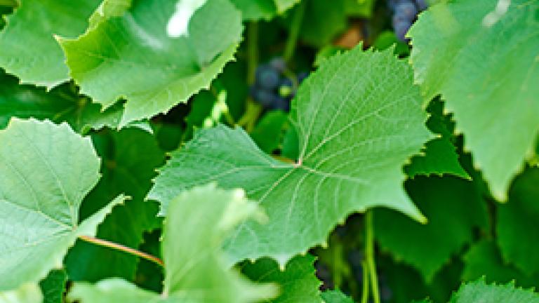 grape-leaves-green-vine-leaves
