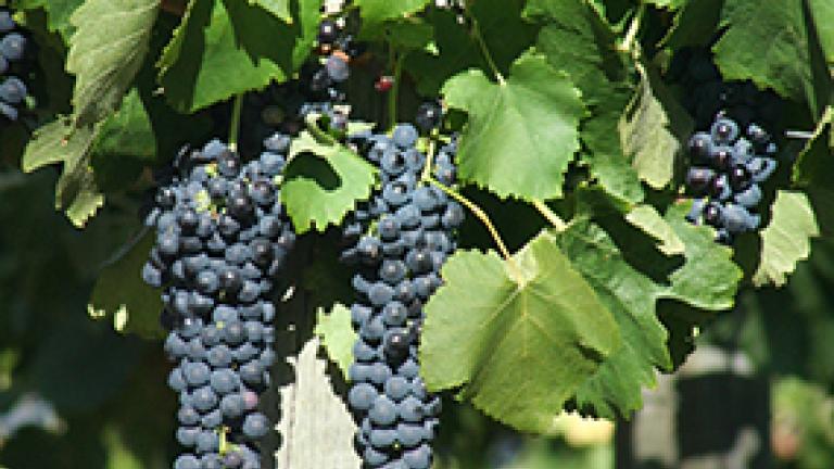 Red grapes on vine
