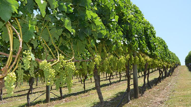 Vineyard with green grape bunches on vine