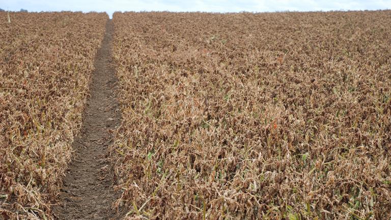 potato crop at dessication