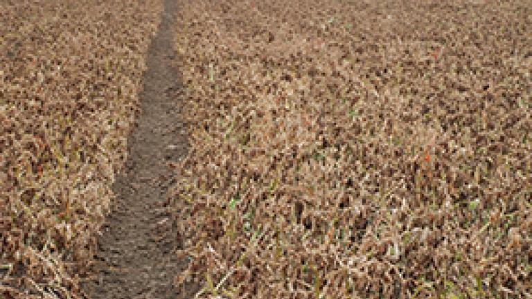 potato crop at dessication