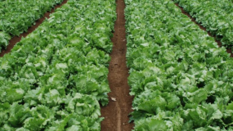 Rows of leafy green crops growing in a field with brown soil paths