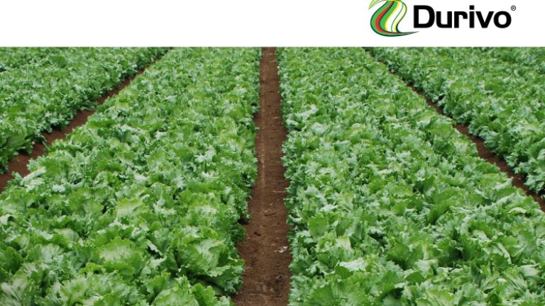 Rows of green lettuce growing in a field under a Durivo logo