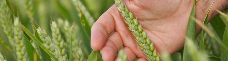 Cereals hand barley head