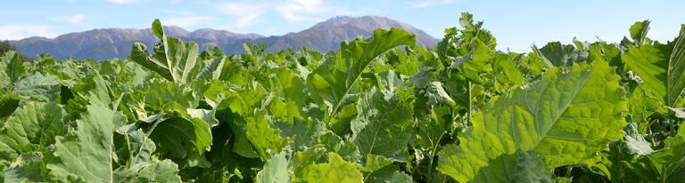 Forage field