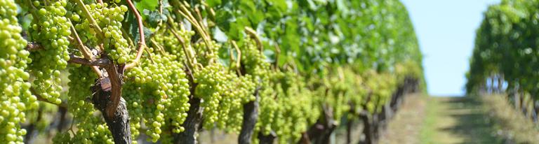 Vineyard hills