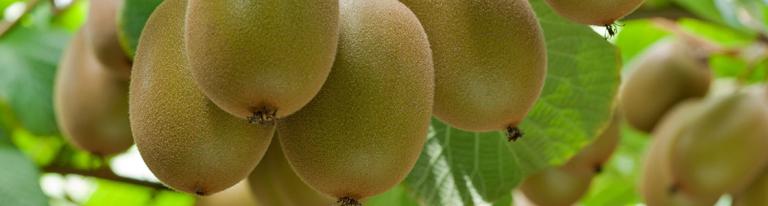 Kiwifruit