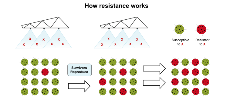 how_resistance_develops_-_potatoes