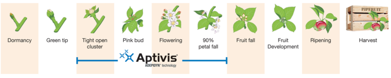 pomefruit-growth-stages-1132-x-225
