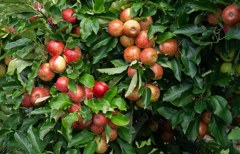 apple_crop_750_x_481