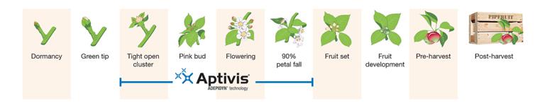2025_pipfruit-growth-stages-1132x225px V2
