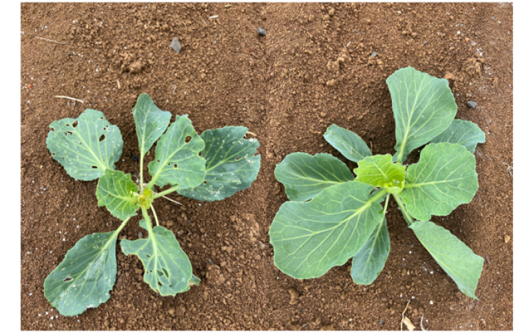 durivo_treated_vs_untreated