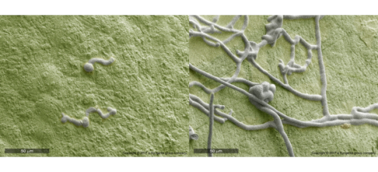 Miravis Prime botrytis treated vs untreated