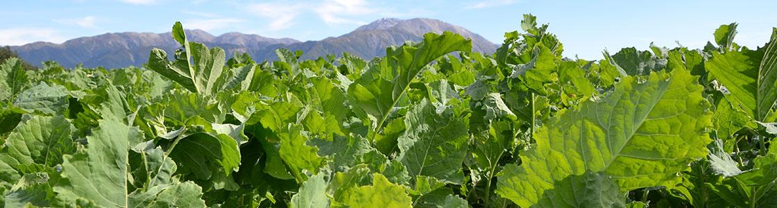 Forage field