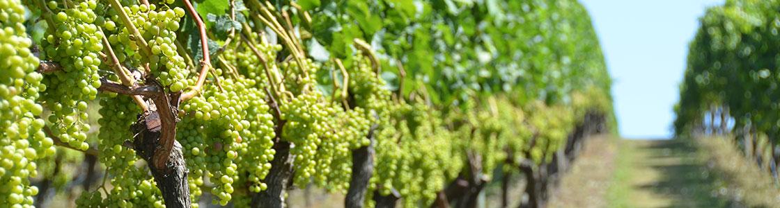 Vineyard hills