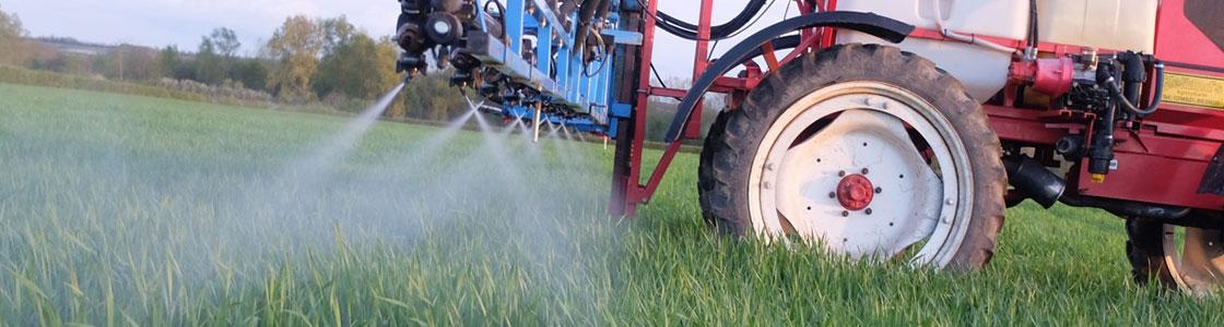 Spraying cereals crop