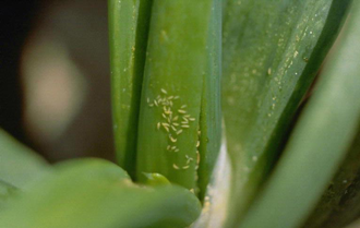 onion-thrips-330-x-209