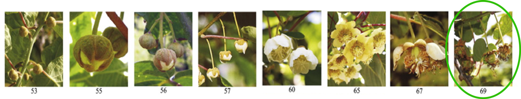 kiwifruit-stages-1032-x-196